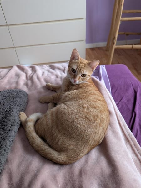 Niedliche Violeta sucht Familie