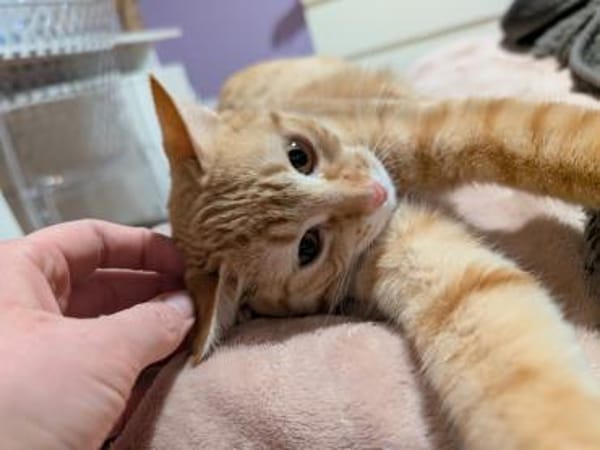 Niedliche Violeta sucht Familie