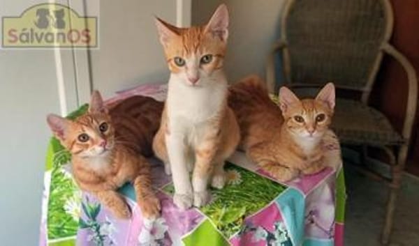 Niedliche Violeta sucht Familie