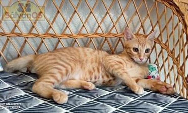 Niedliche Violeta sucht Familie