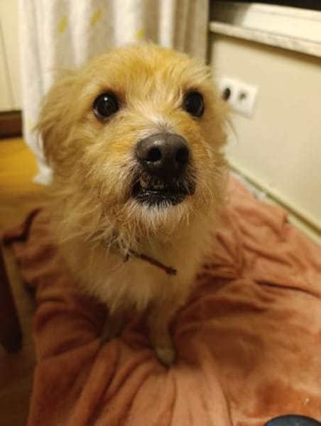 Verlassener Roger braucht neues Heim