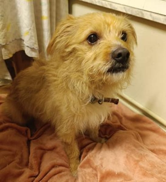 Verlassener Roger braucht neues Heim