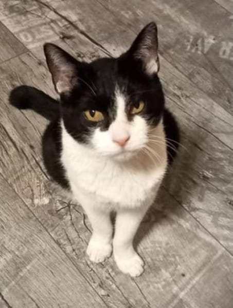 Cielo: Kuschelbär, Einzelprinz, Freigang