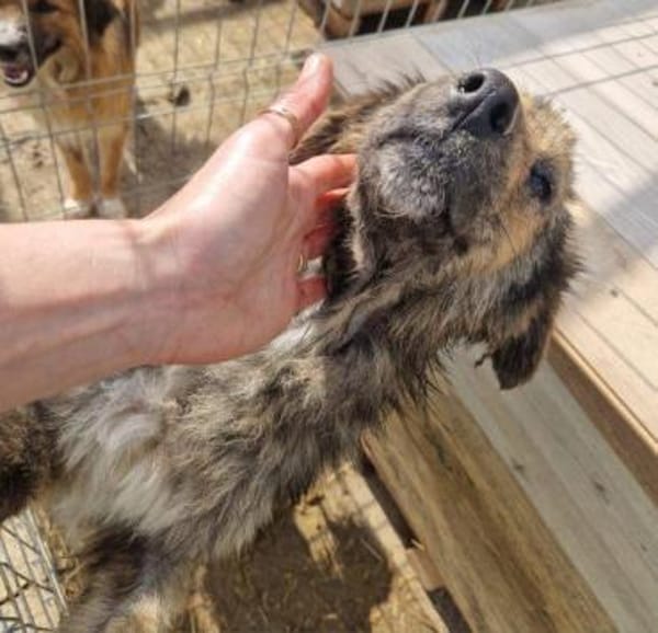 Grace; verletzt und krank geborgen