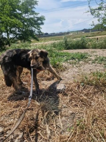Grace; verletzt und krank geborgen