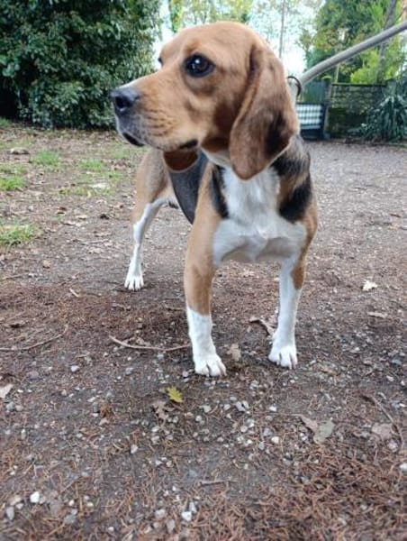 fröhlicher Snoopy sucht dich