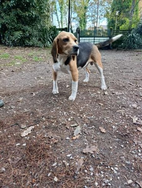 fröhlicher Snoopy sucht dich