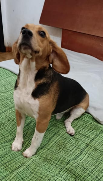 fröhlicher Snoopy sucht dich