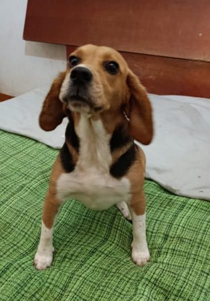 fröhlicher Snoopy sucht dich