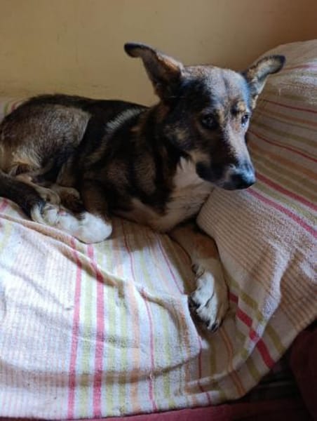 Vainilla, braucht Geborgenheit und Zeit