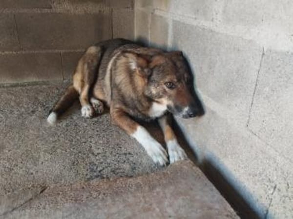 Vainilla, braucht Geborgenheit und Zeit