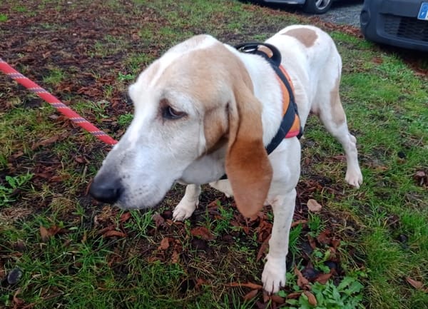 ESTRELLA (réservée)