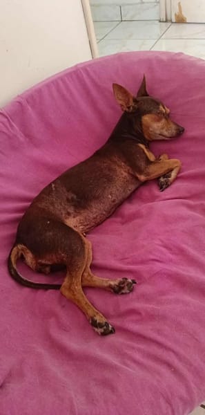 DAISY la belle chihuahua