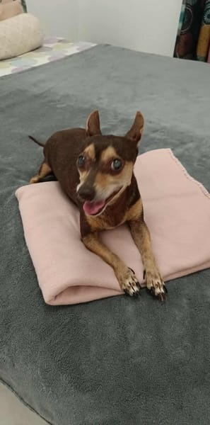 DAISY la belle chihuahua