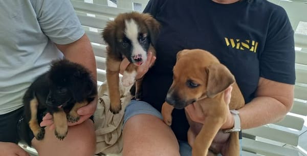 GOLIATH le ptit mignon