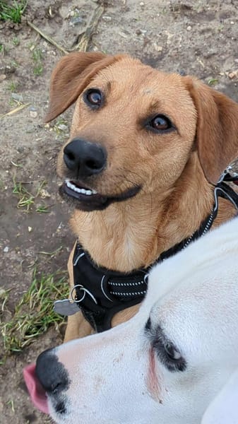 Dixy la joyeuse et dynamique louloute