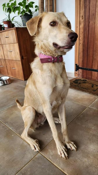 Suzie la douce louloute