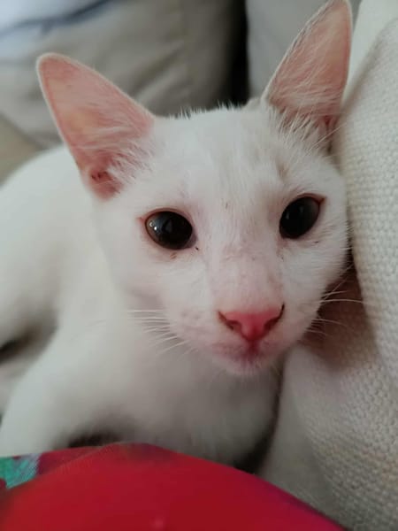 Lily Rose, je suis sans famille