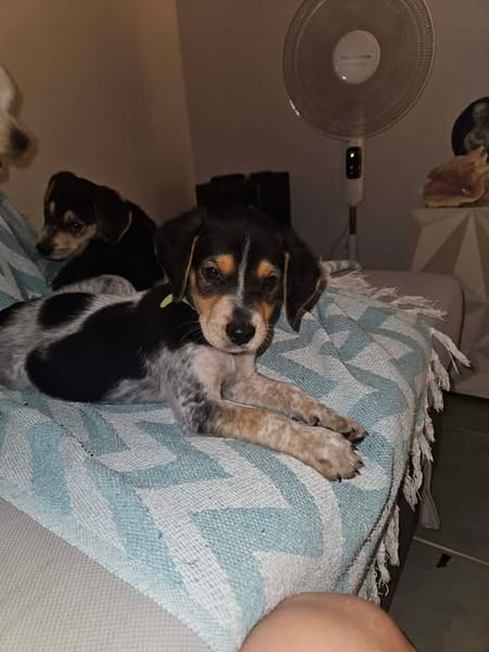 Asko, l'adorable bébé