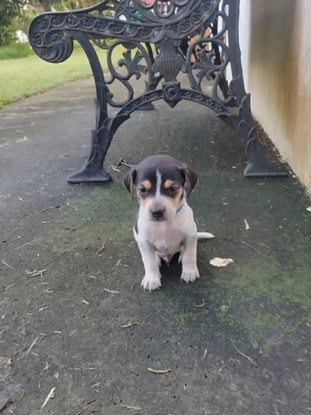 Vaillant, le rayon de soleil