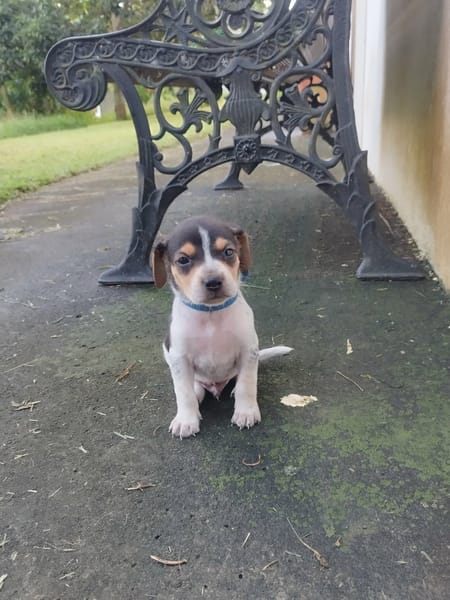 Vaillant, le rayon de soleil