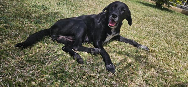 Nala chienne Réunion