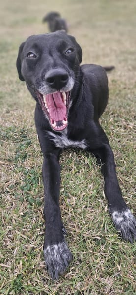 Nala chienne Réunion