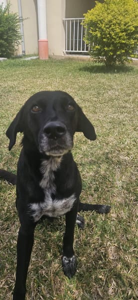 Nala chienne Réunion