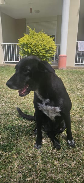 Nala chienne Réunion