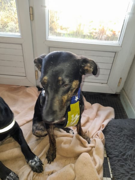 Léa chienne Réunion