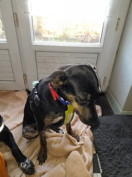 Léa chienne Réunion