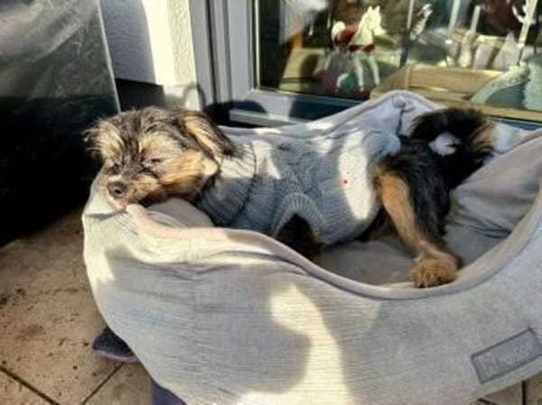 SIBELLA * verspieltes Welpenmädchen