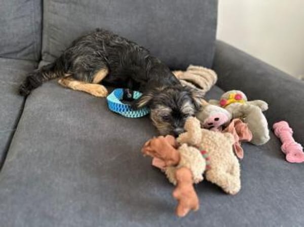 SIBELLA * verspieltes Welpenmädchen