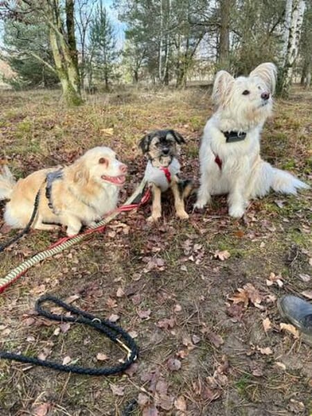 SIBELLA * verspieltes Welpenmädchen