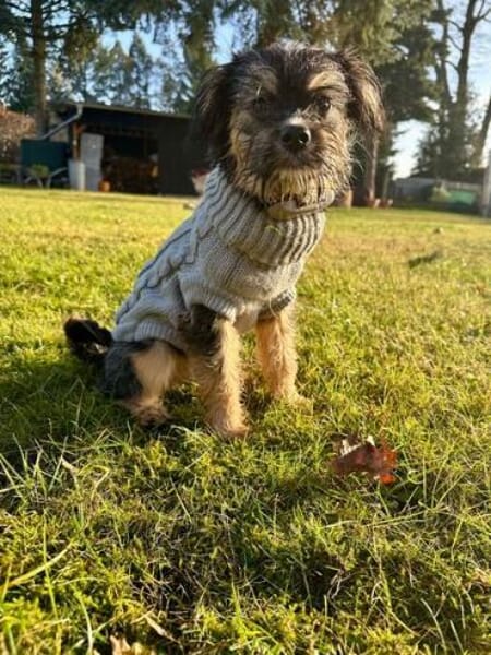 SIBELLA * verspieltes Welpenmädchen