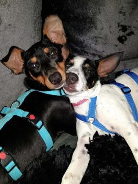 Perla6 sucht ein Zuhause