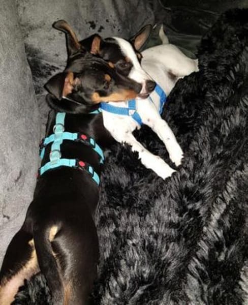 Perla6 sucht ein Zuhause