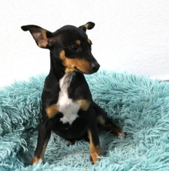 Perla6 sucht ein Zuhause