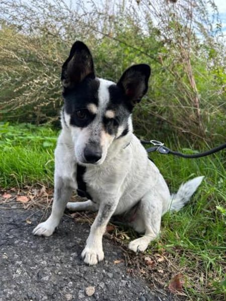 Tommy - kleiner, lieber Wirbelwind