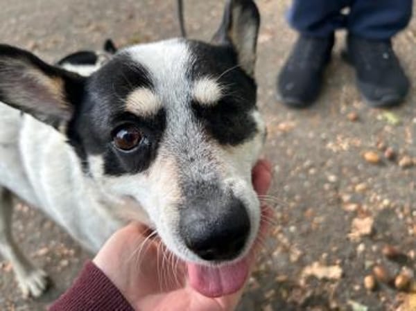 Tommy - kleiner, lieber Wirbelwind