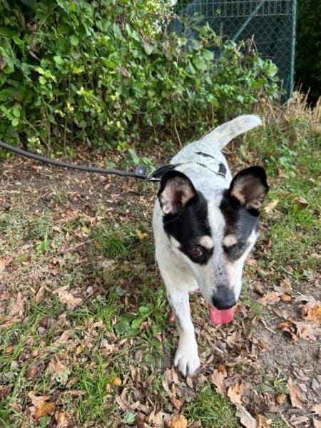 Tommy - kleiner, lieber Wirbelwind