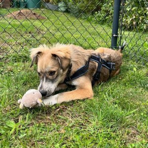 💙 Lieber Junghund Diesel sucht dich! 🐾