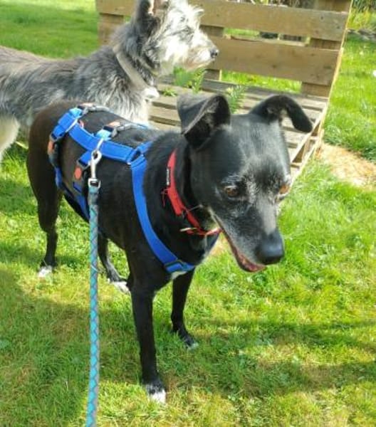 Bella8 sucht ein Zuhause