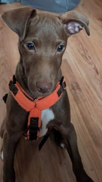 Fran was für ein süßer Knopf