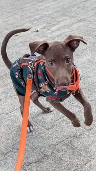 Fran was für ein süßer Knopf