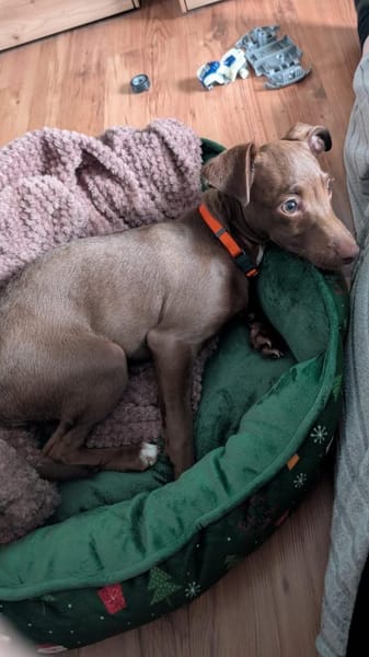 Fran was für ein süßer Knopf