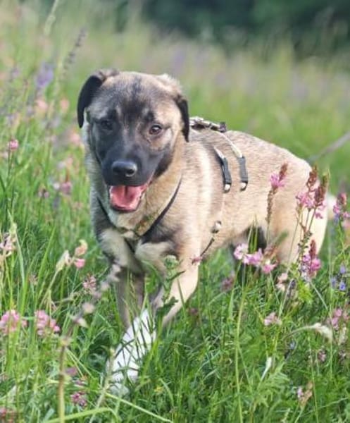 Kirin sucht tolle Menschen