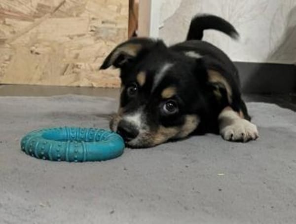 Kleine Polly❤ sucht liebevolles Heim