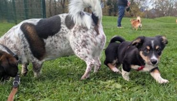 Kleine Polly❤ sucht liebevolles Heim