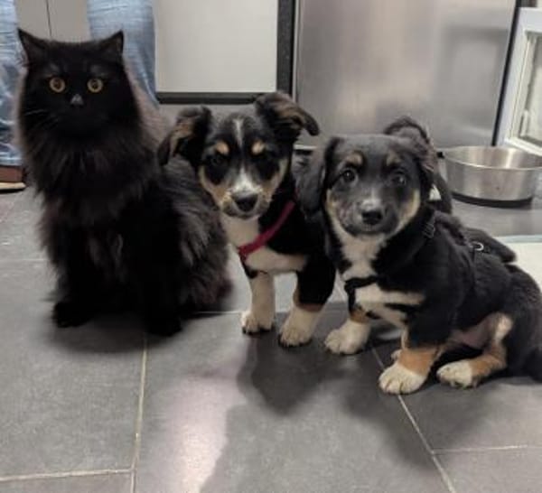 Kleine Polly❤ sucht liebevolles Heim